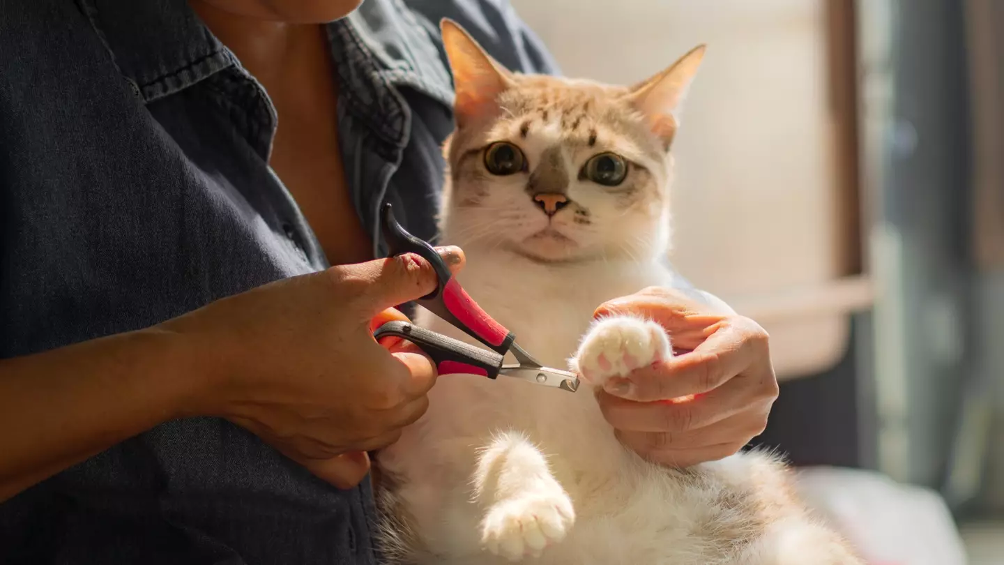 Declawing is not a good idea (Getty Stock Photo)
