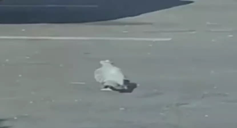 The pigeons were spotted with tiny cowboy hats (Bobby Lee/Fox News)