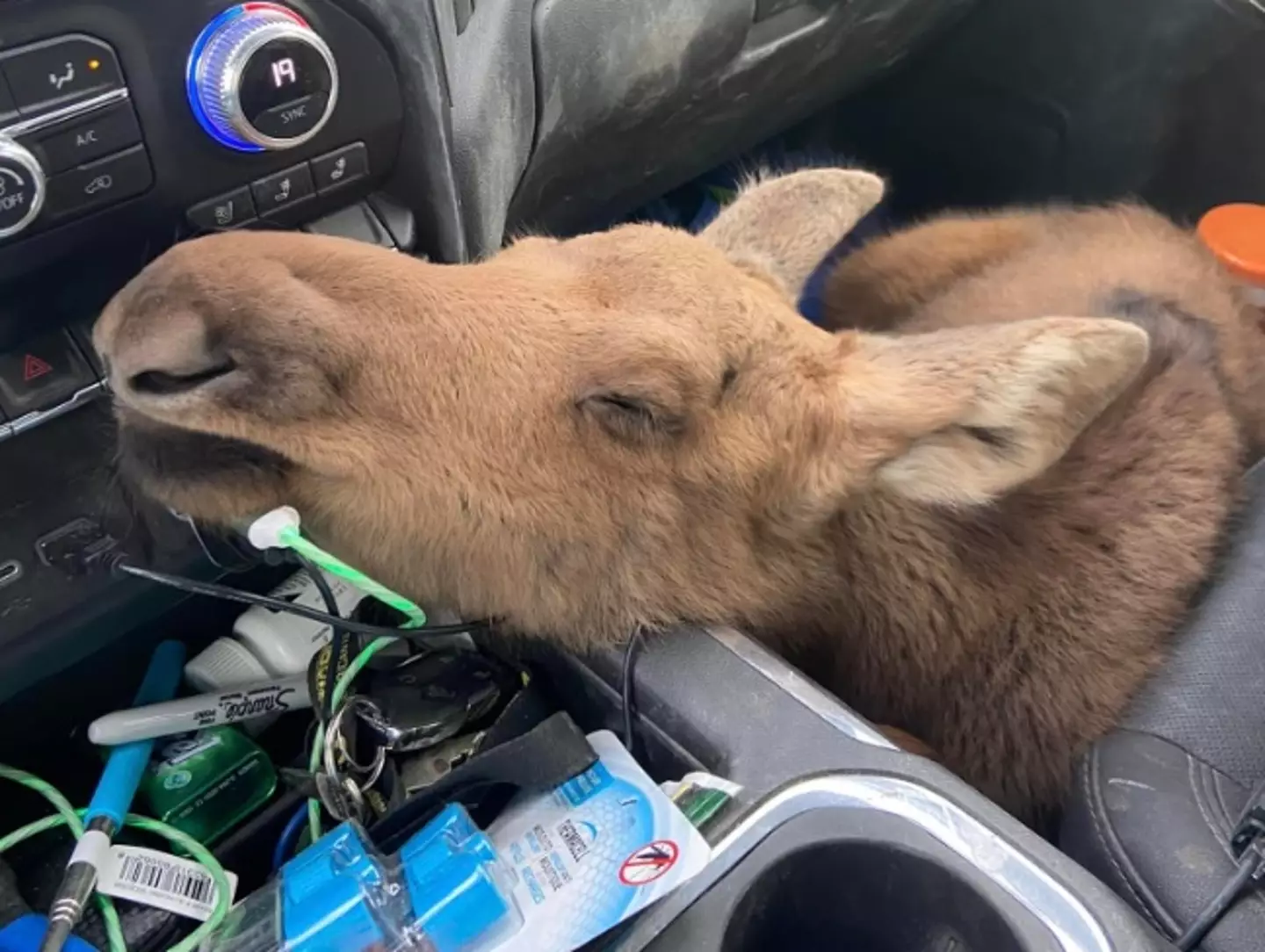 The man got the baby moose to a conservation centre.