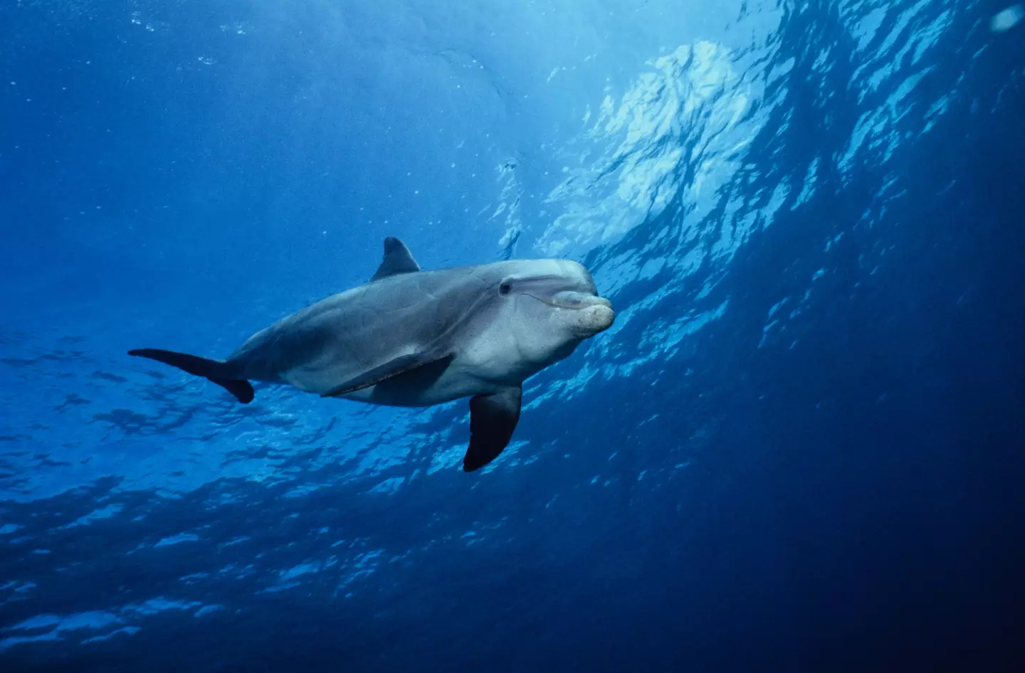 Researchers have found that small holes on a dolphin's snout can detect weak electric currents in water. (Getty Stock Image)