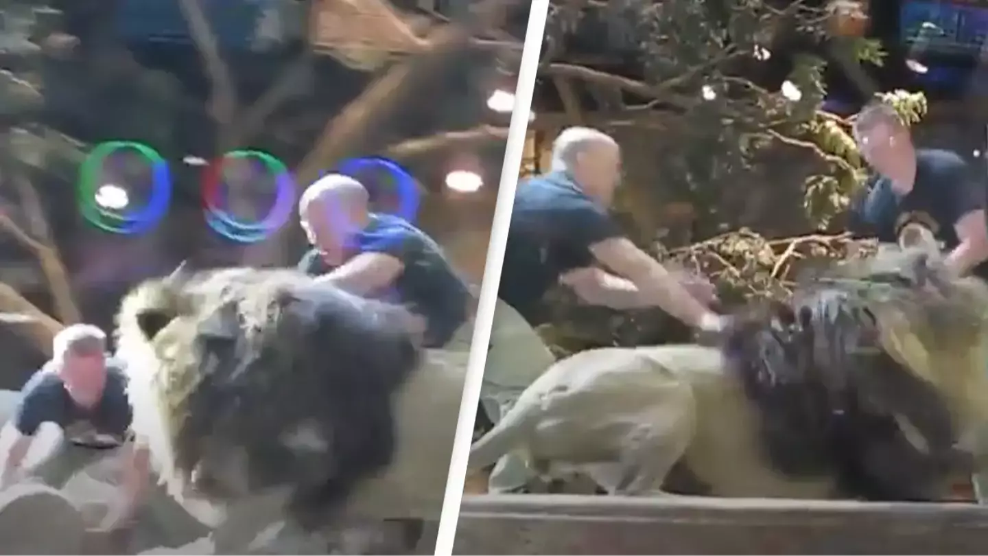 Incredible moment zookeeper is attacked by a lion but saved by a lioness