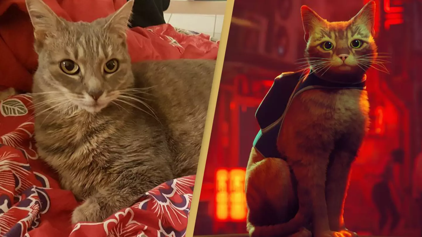 Lala The Cat Is The Real Life Voice Actor For Stray