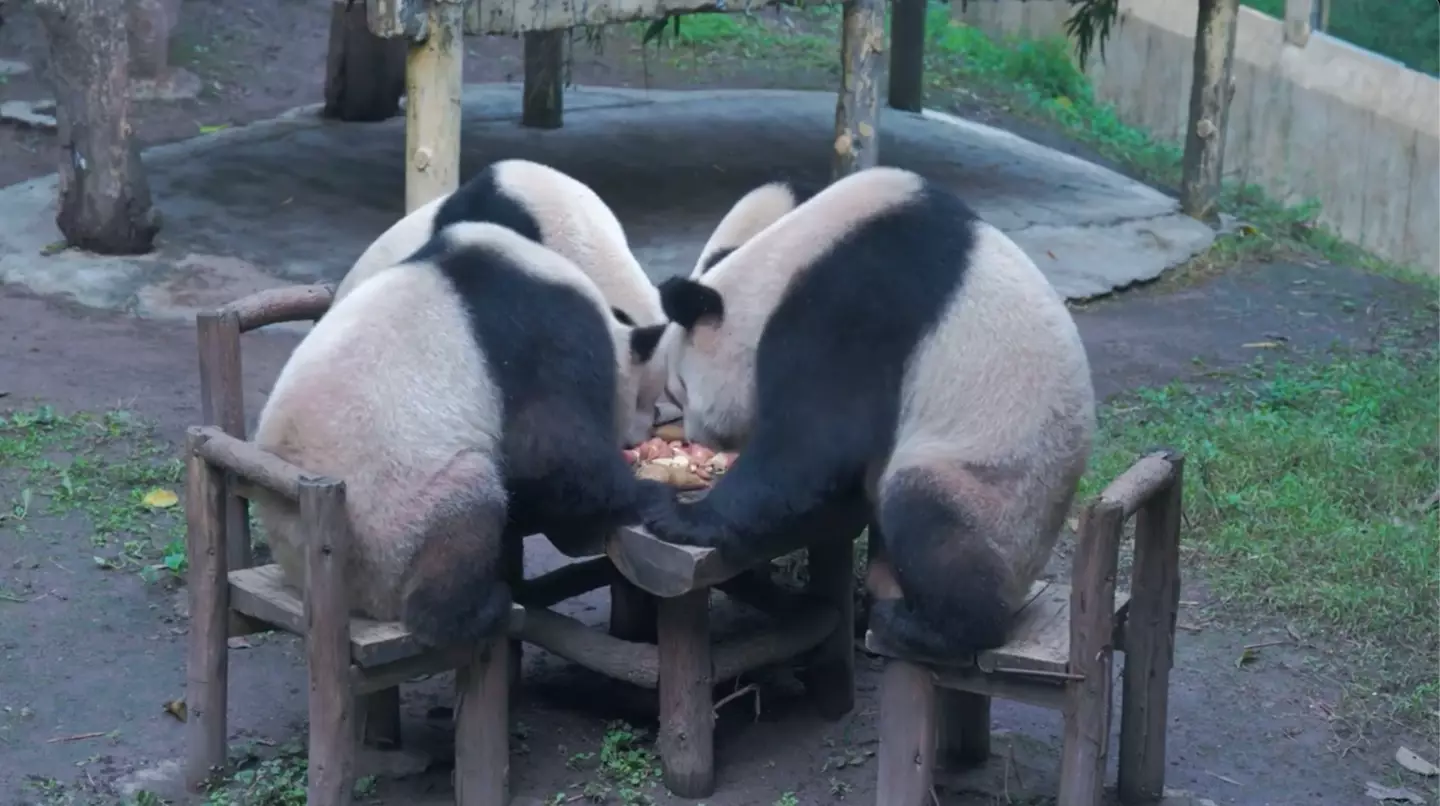 The pandas all gathered round for food.