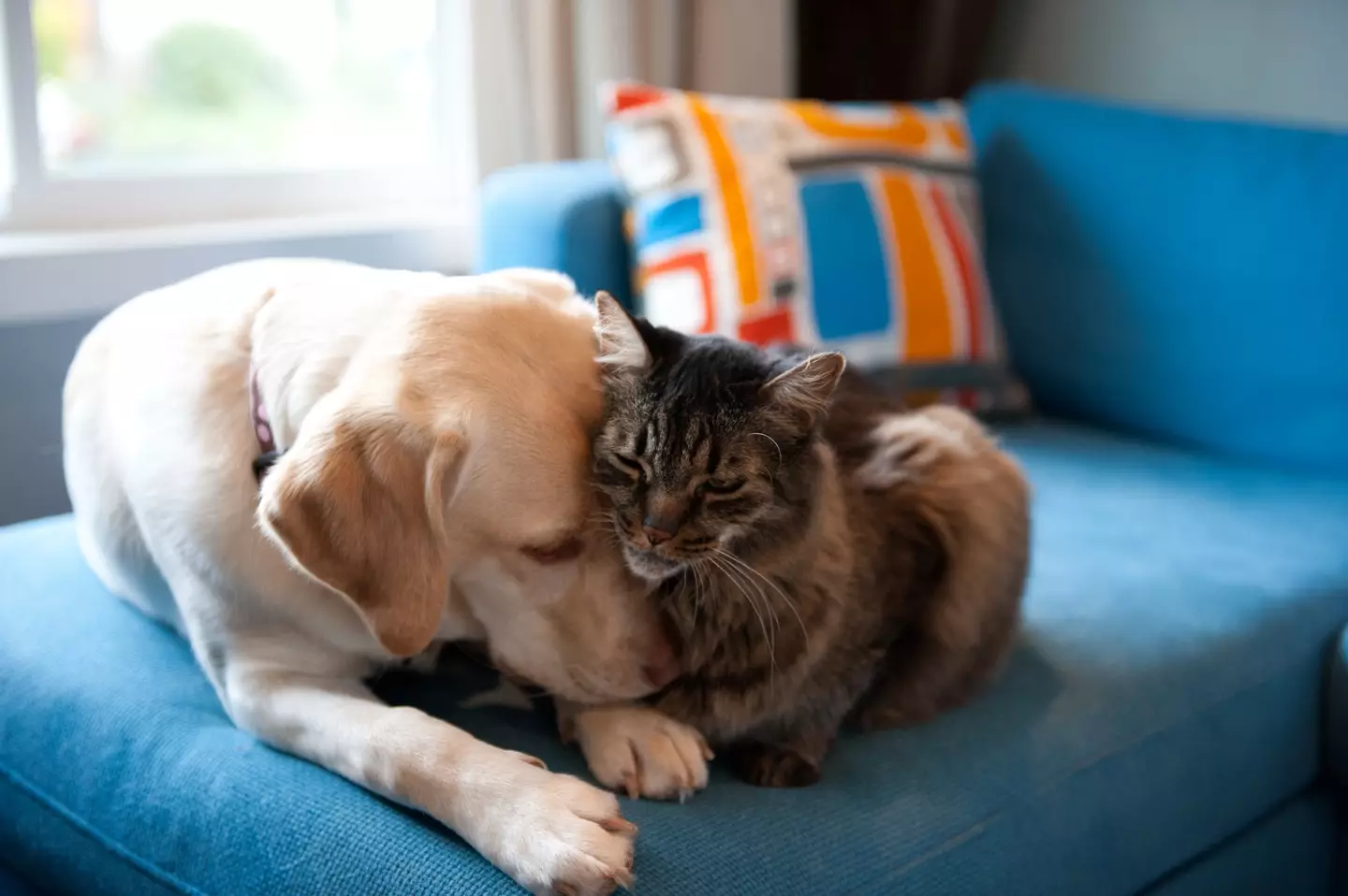 A vet has explained how cats and dogs can see and hear (Getty Stock Photo)