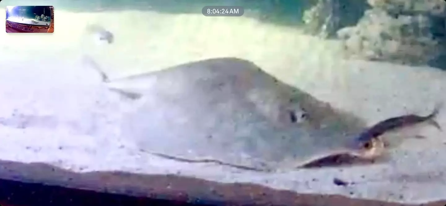 Charlotte in her tank.