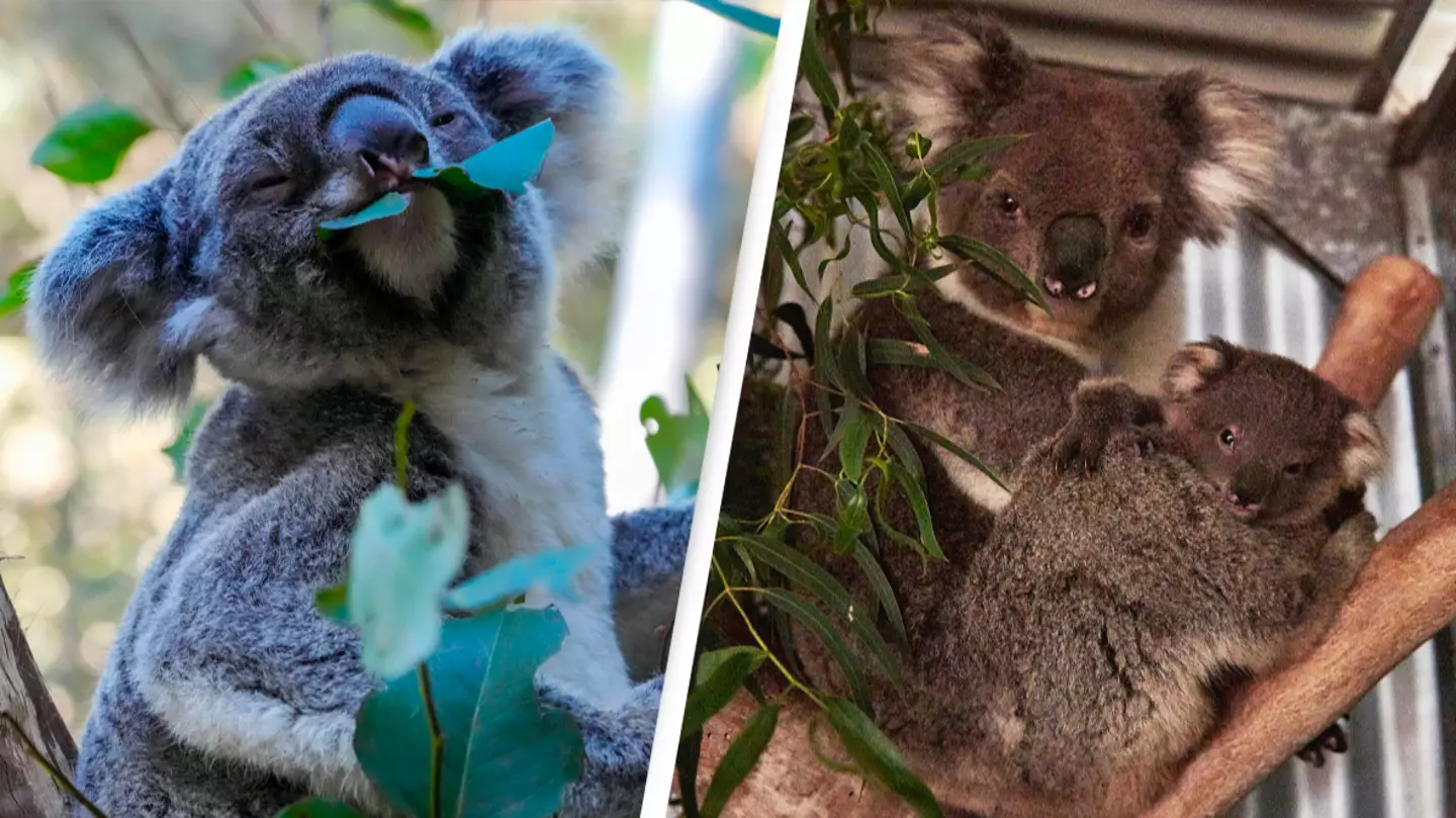 Scientists are starting to vaccinate koalas against chlamydia