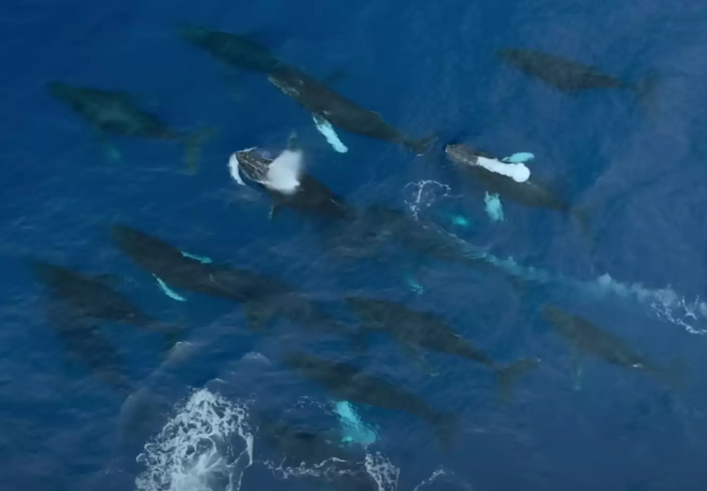 The team saw a group of male whales surrounding a female.