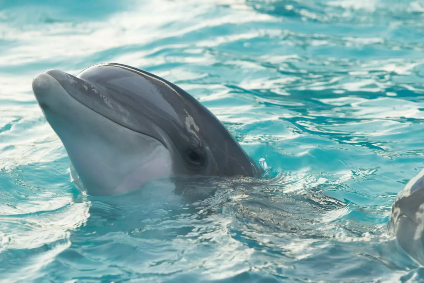 A further two people have been bitten by a dolphin in a string of attacks in Japan (stock image).