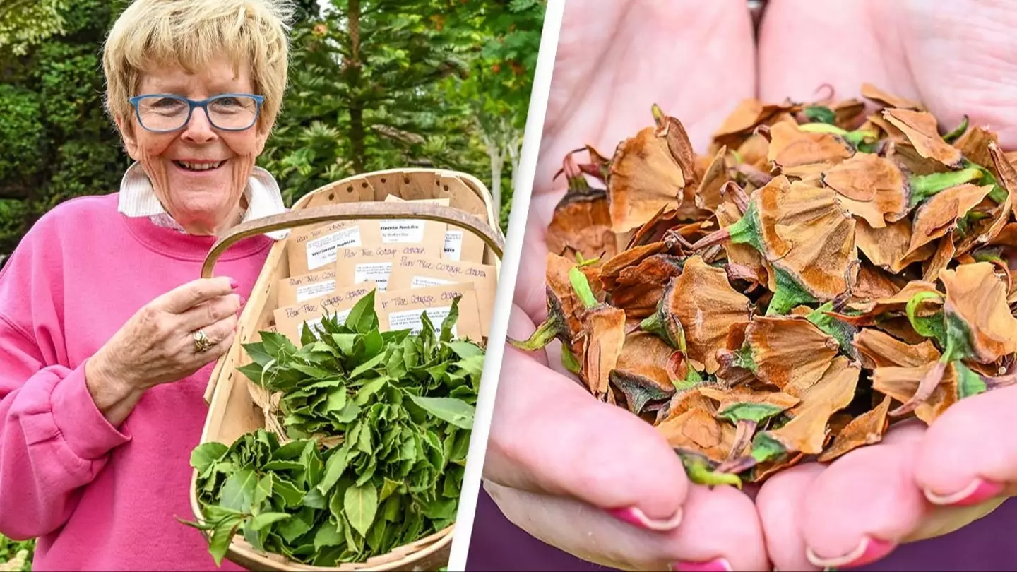 Retired couple with real life ‘money tree’ in garden produce seeds for first time that are worth over $6K