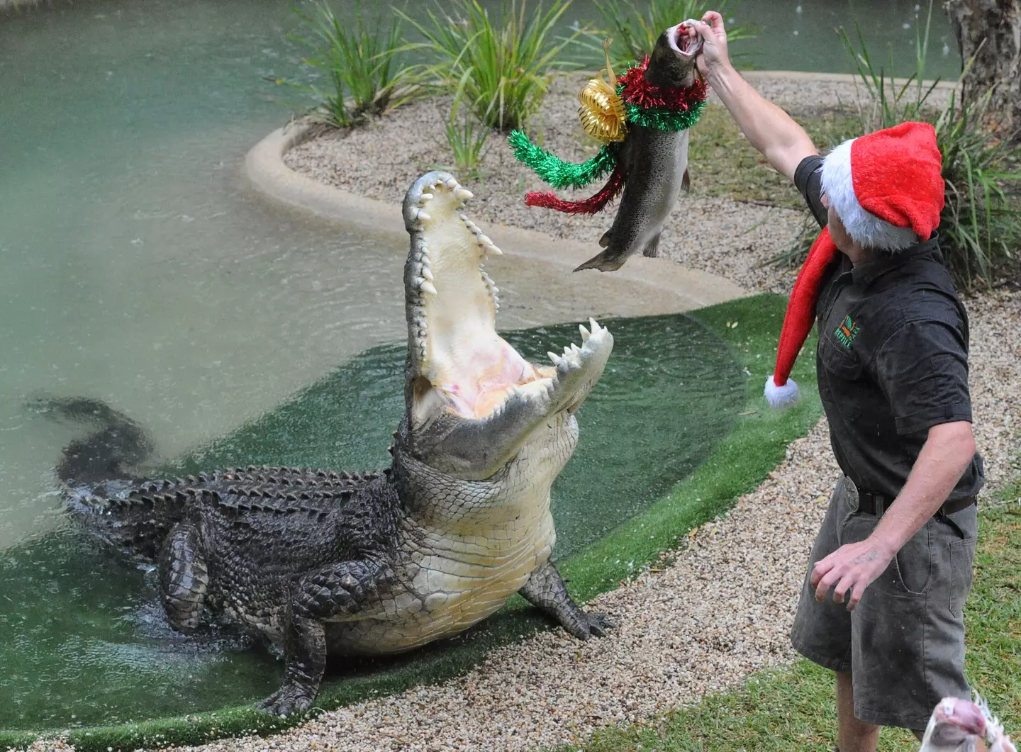 Elvis is fed a salmon for Christmas.