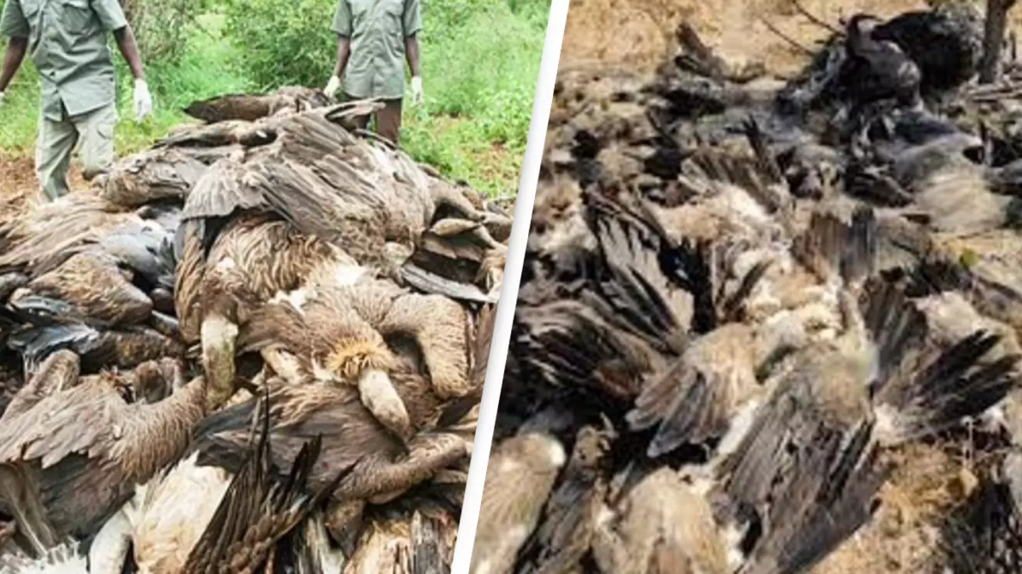 Witch doctors blamed for killing of 100 vultures found dead at safari park