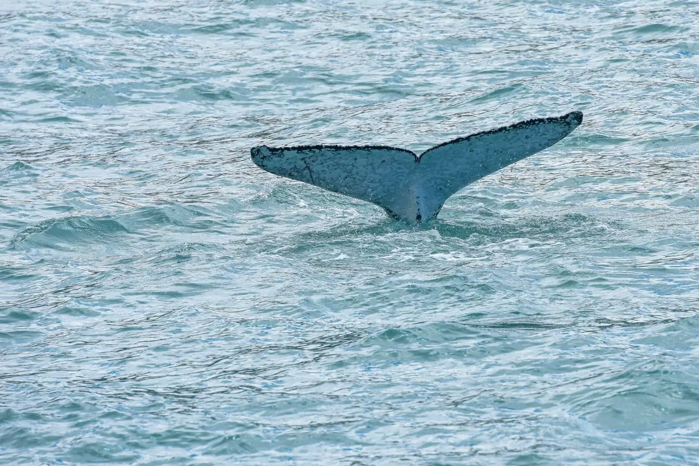 The number of whales in the area has grown in recent years.