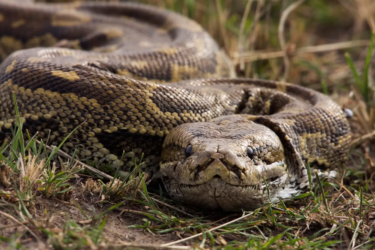 Yup i am not grabbing these things by the tail (Getty Stock Image)