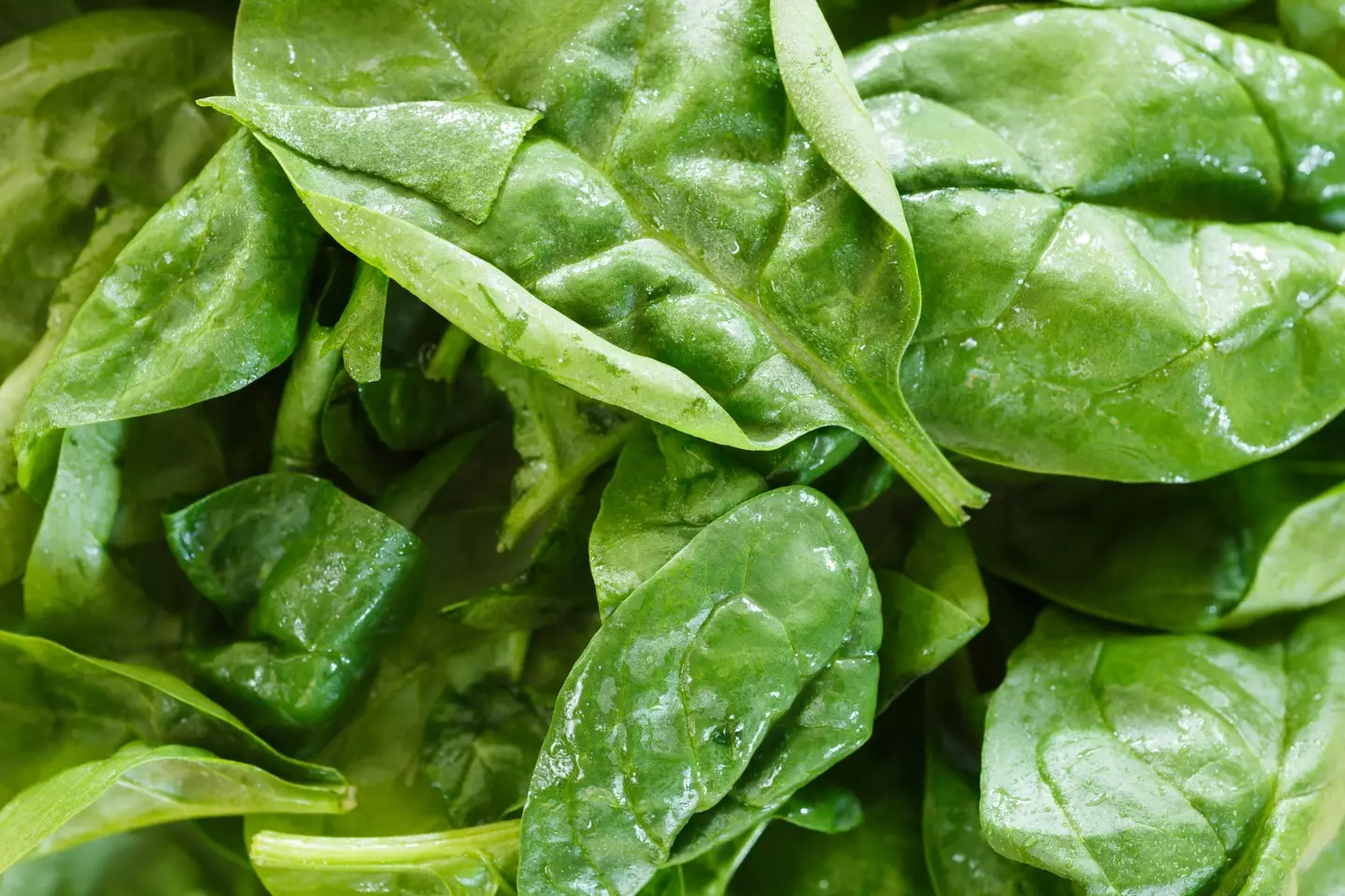 Anyone who has purchased a bag of the potentially toxic spinach has been told to throw it away.