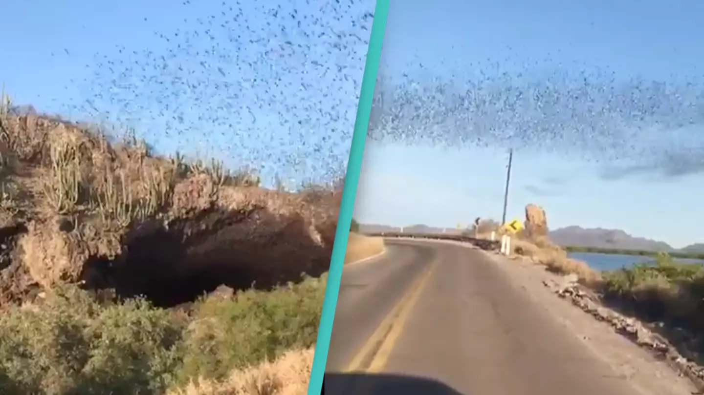 Driver Captures Heart-Stopping Moment Thousands Of Bats Fly Out Of Cave