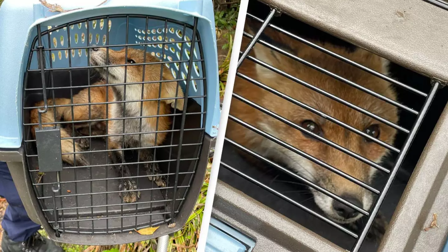 Capitol Hill Fox Responsible For Multiple Bites Is Euthanised