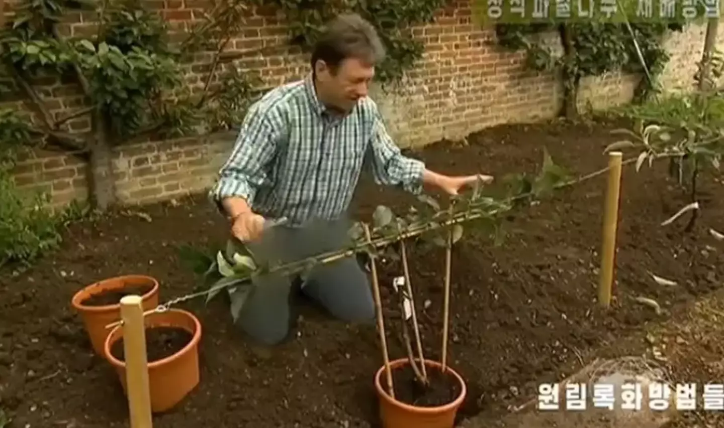 The gardener's jeans were censored in the North Korean broadcast (KCTV)