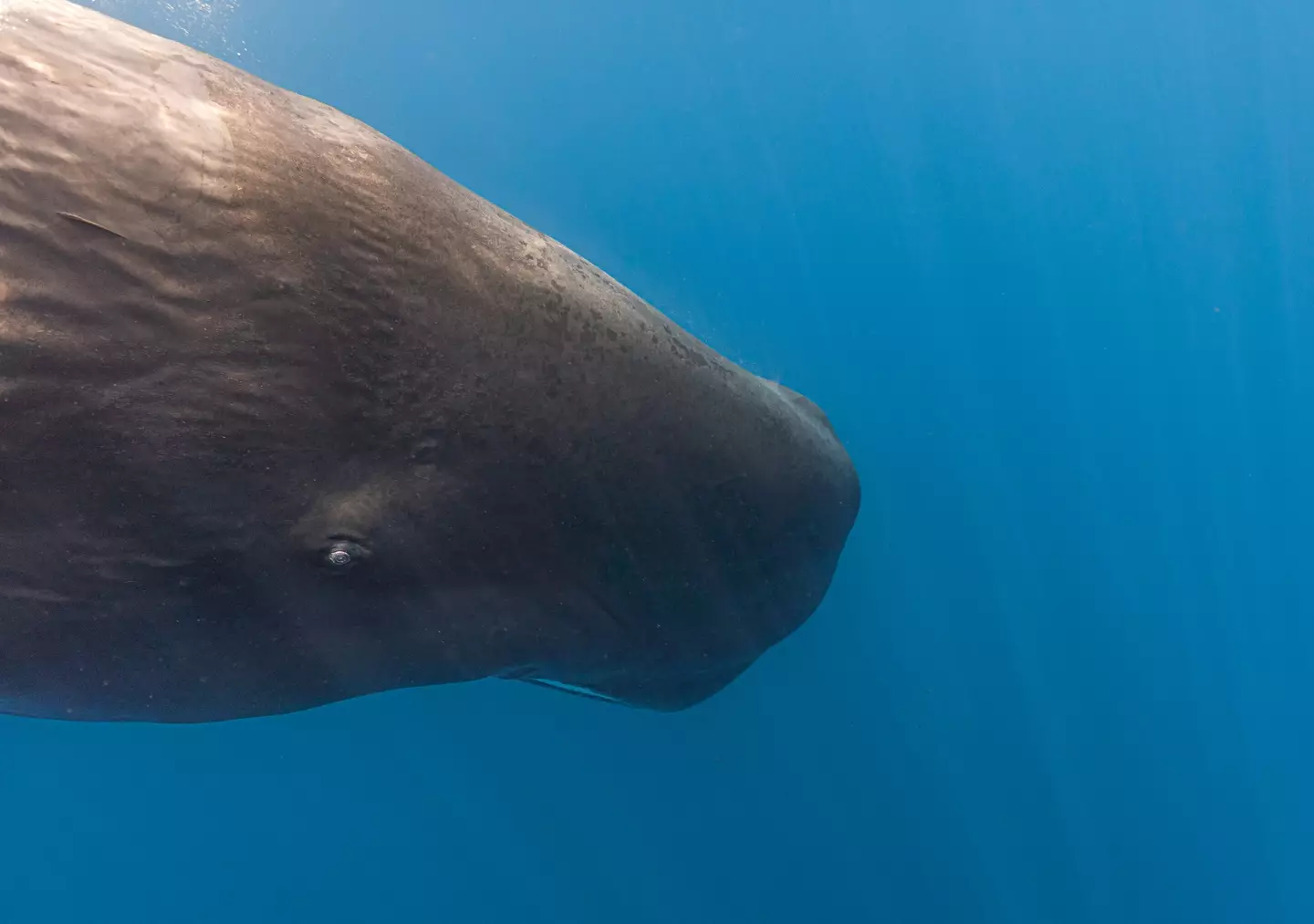 It is believed a whale collided with the boat, causing it to capsize.