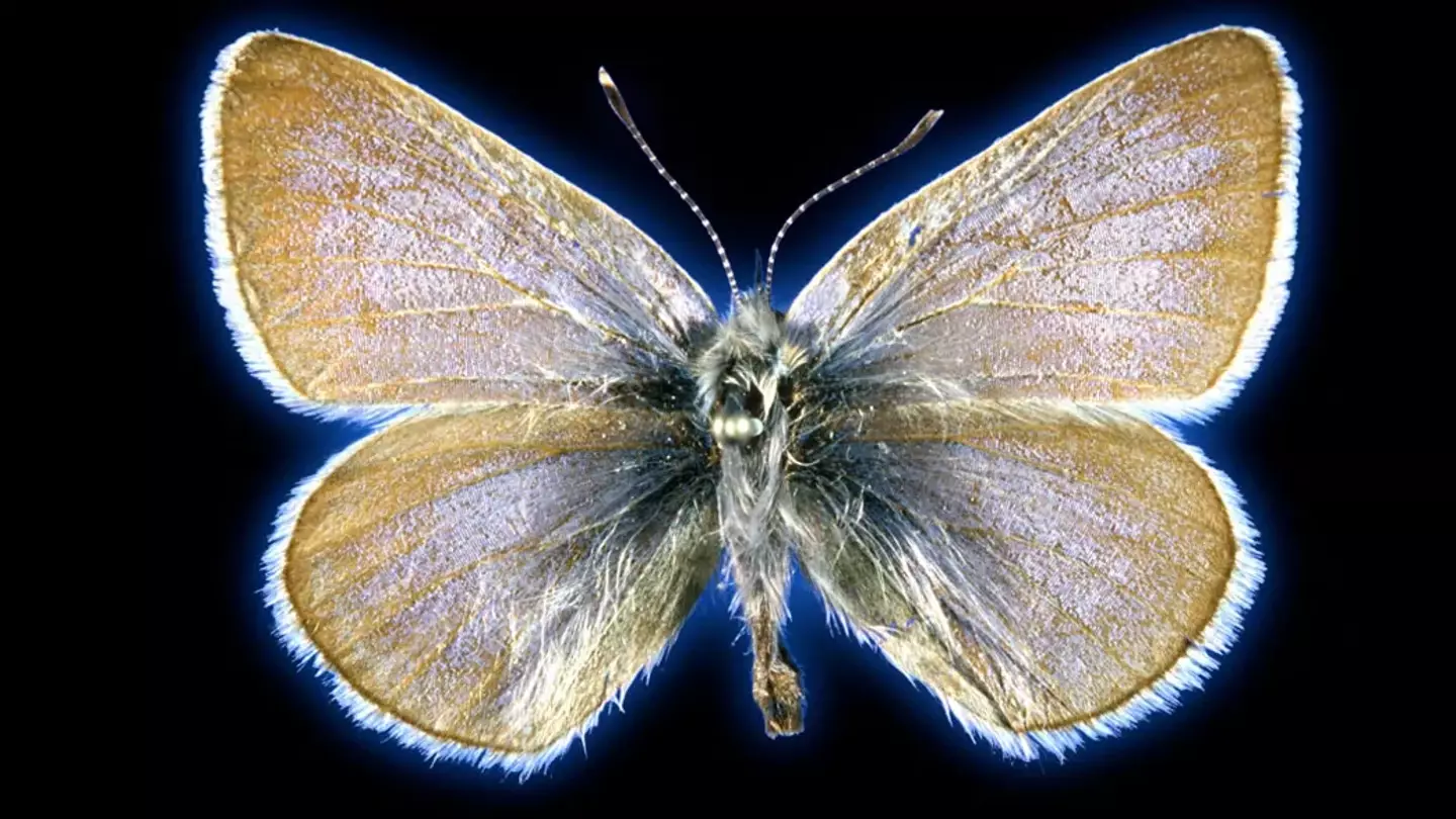 The Xerces blue butterfly was last seen in the 1940s.