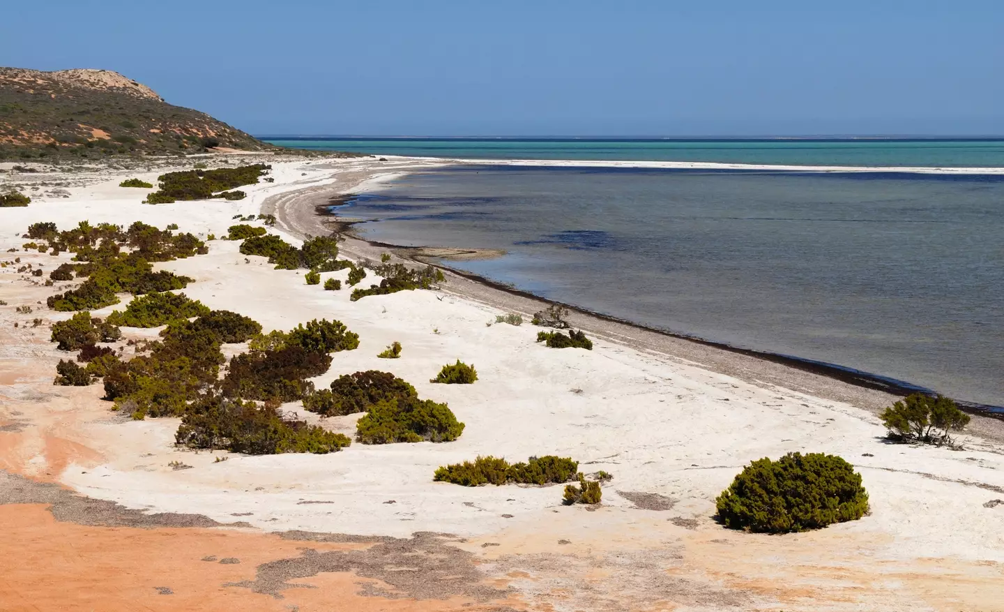 The plant was found in Australia’s Shark Bay World Heritage Area.