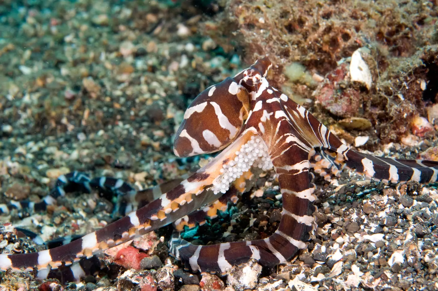 Mother octopuses go through this brutal process when their eggs are close to hatching.