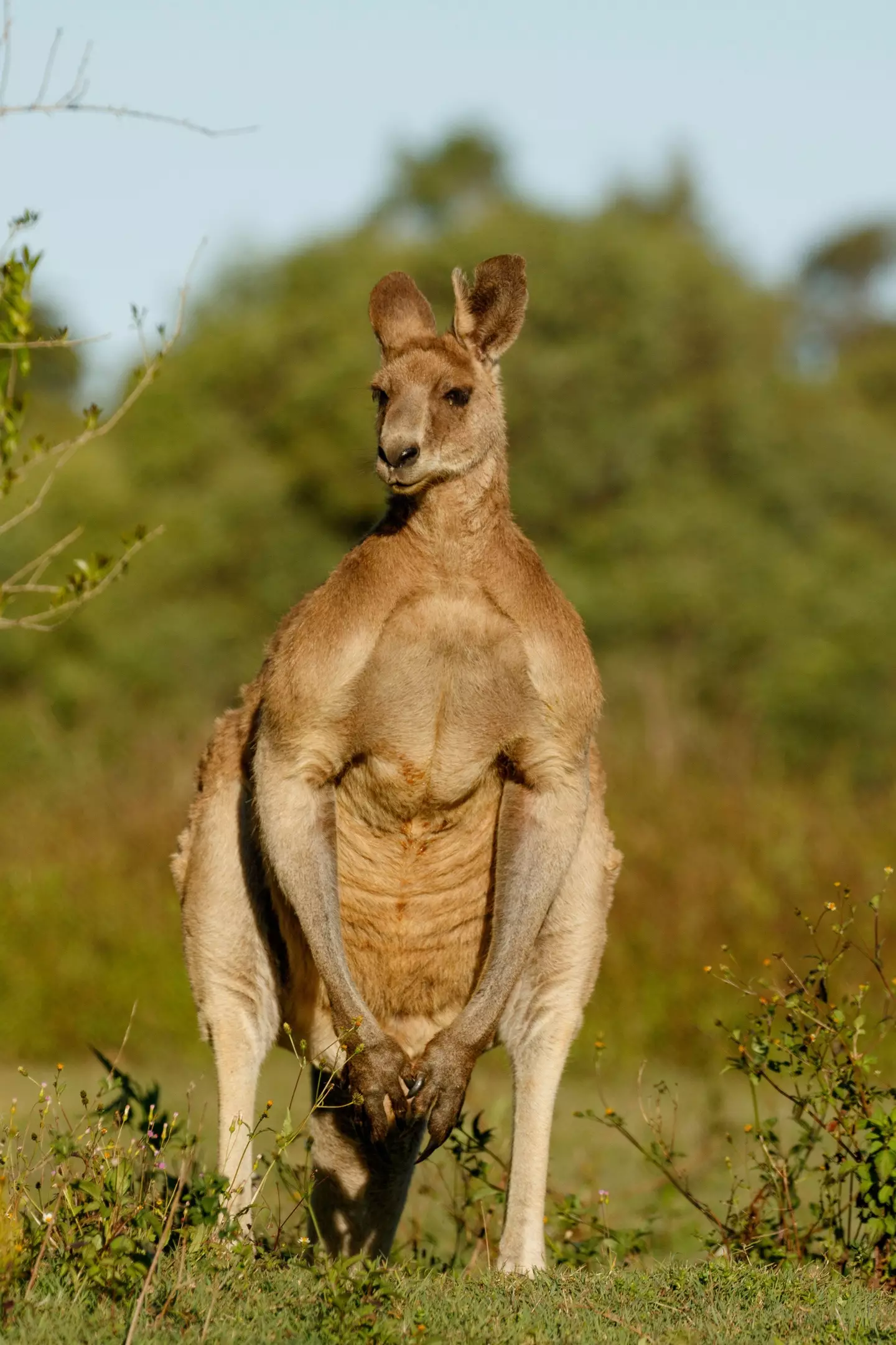 Human's 'upright stance [...] is a challenge to the male kangaroo'.