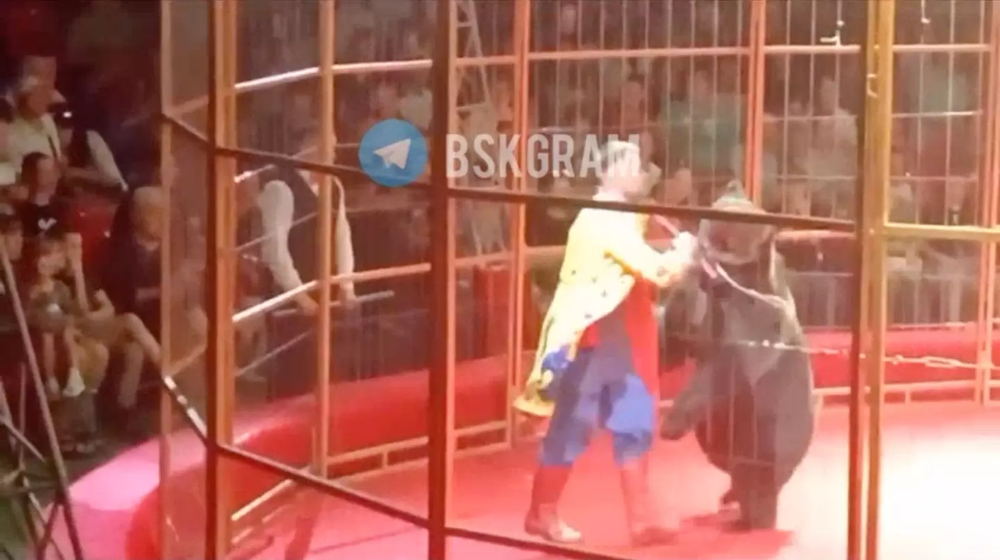 The bear suddenly lunged at the trainer in a live performance. (East2West News)