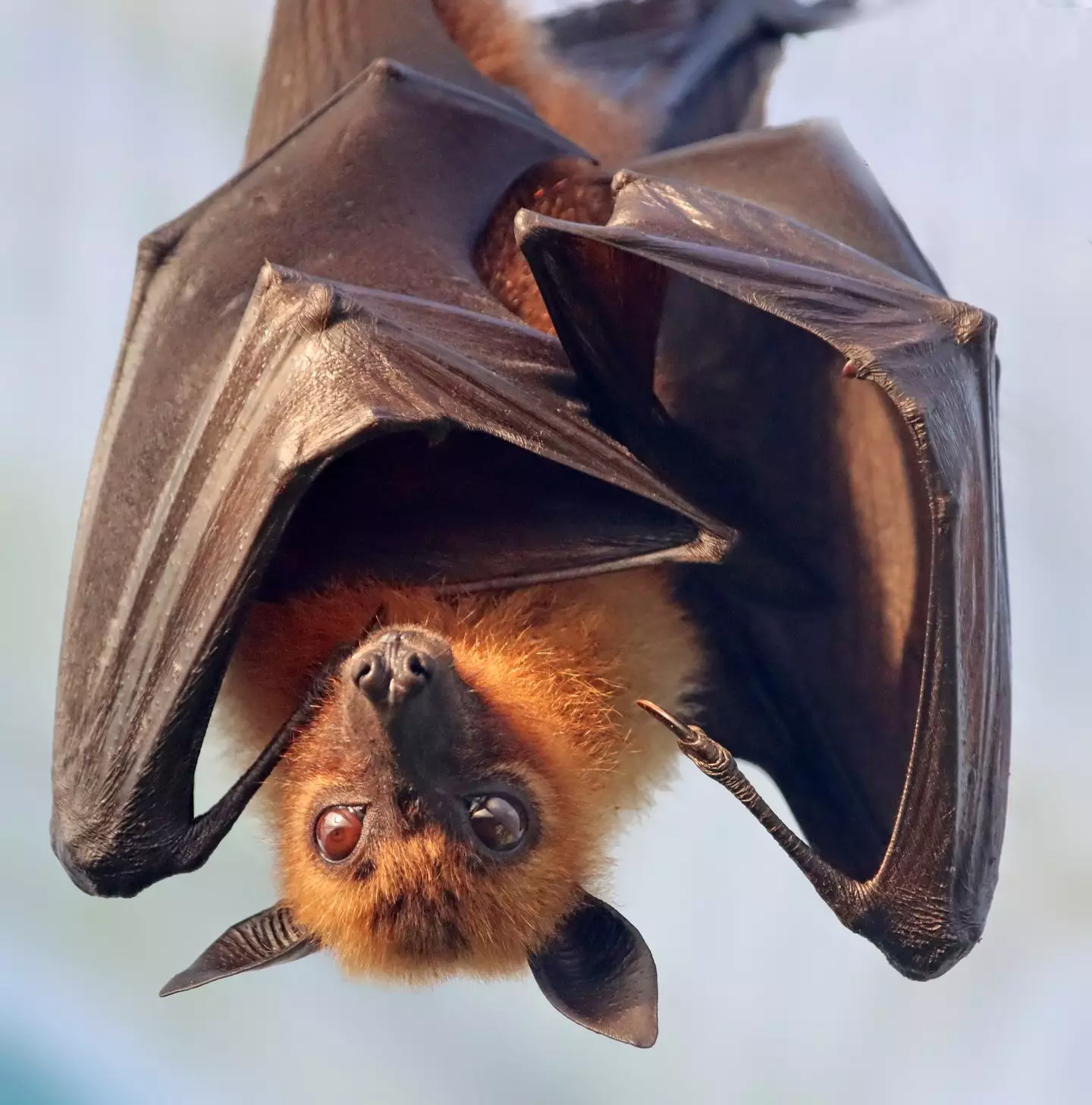 Alison Doyle found a bat in her toilet (Getty Stock Photo)