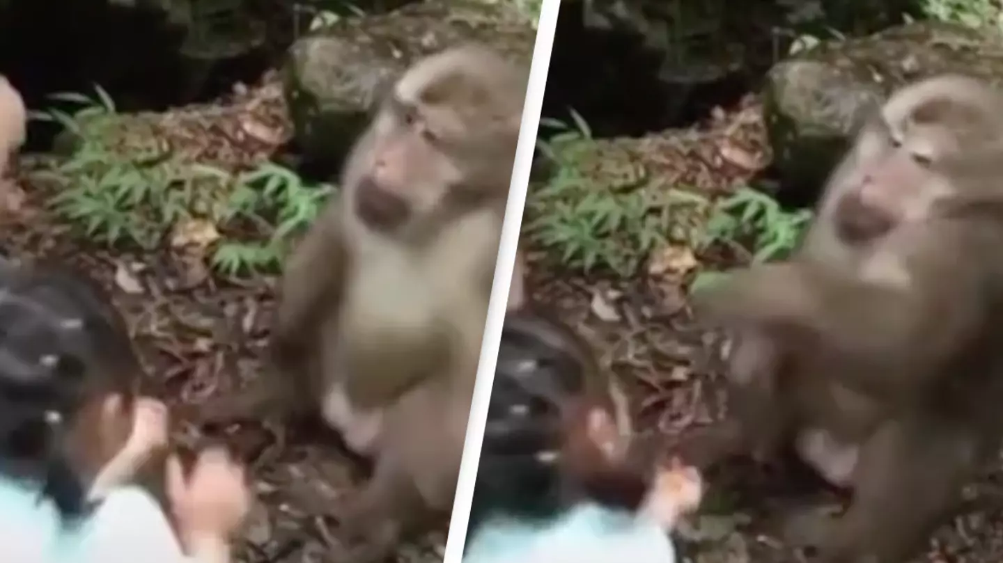 Monkey punches girl in face at zoo for taunting him with food