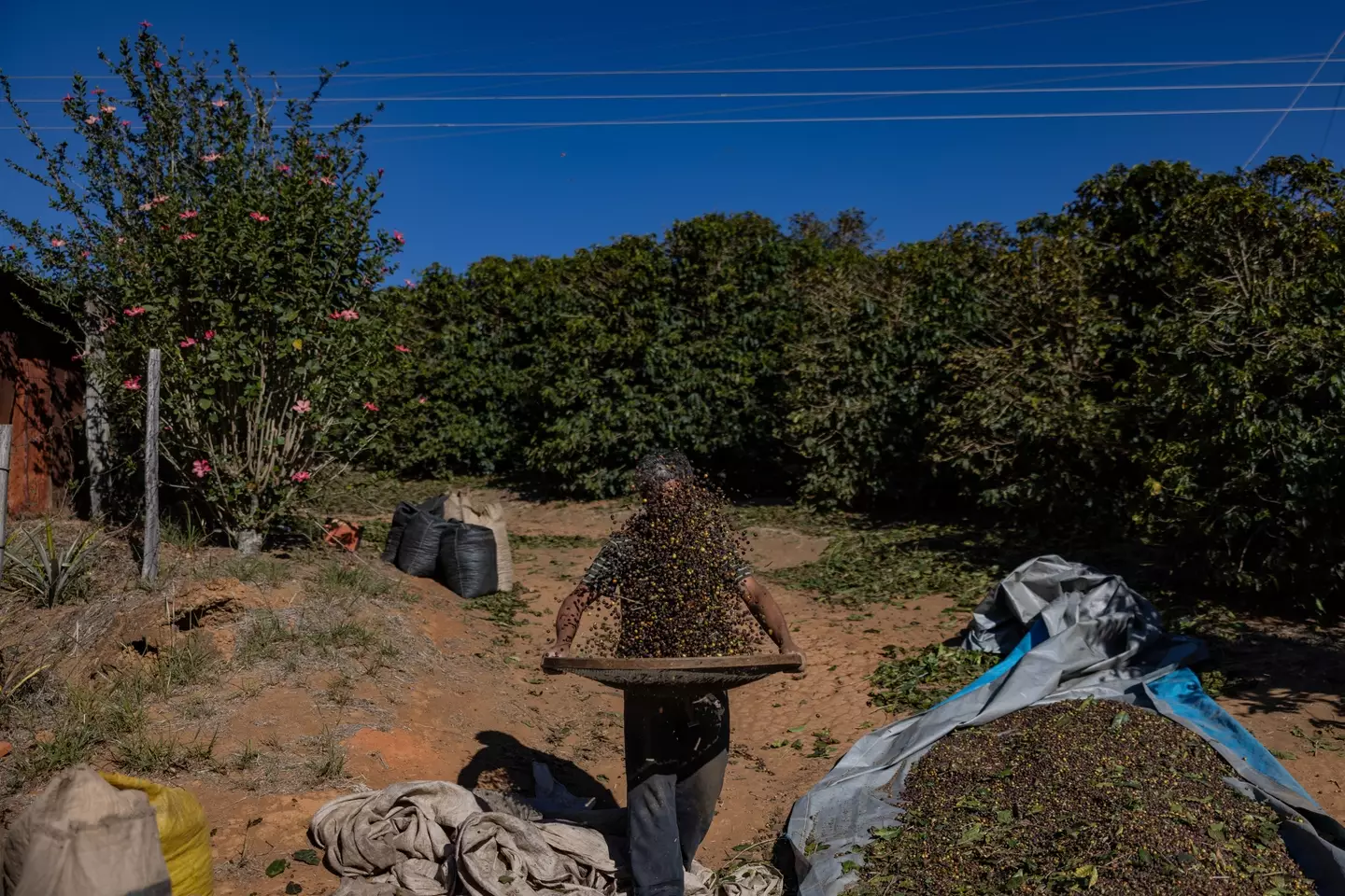 Brazil's coffee industry has been hit by US tariffs (Victor Moriyama/Bloomberg via Getty Images)
