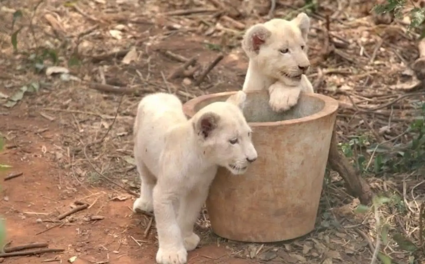 The zoo is home to two white lion cubs.