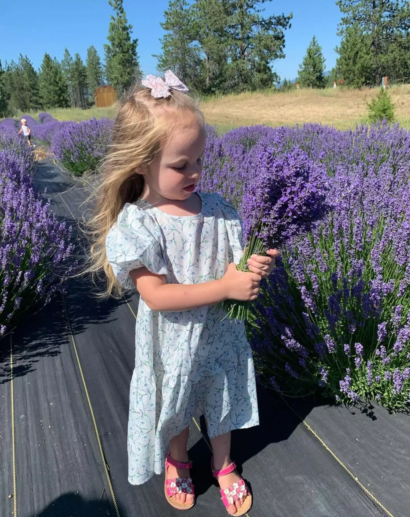 Scarlett was tragically killed in a hit and run in North Idaho back in 2022 (Instagram/samjensen44)