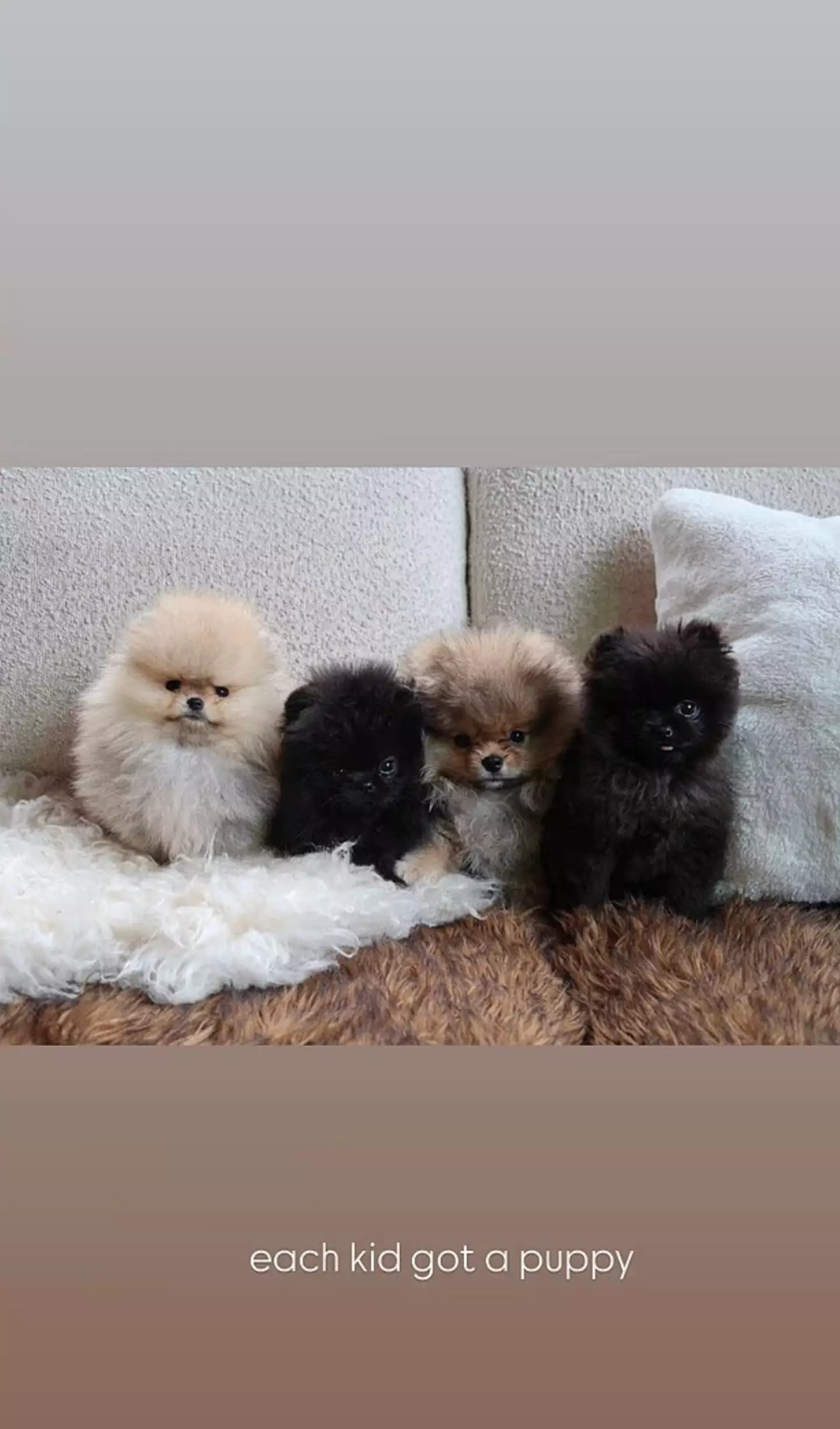 The dogs Kim's children got for Christmas (Instagram/@kimkardashian)