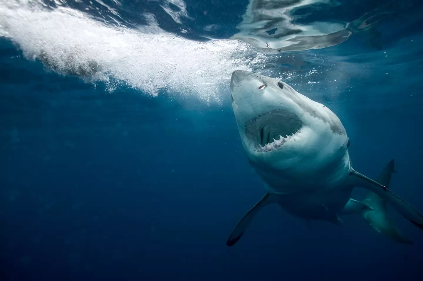 Great white sharks are native to Australian waters (Getty Stock Image)