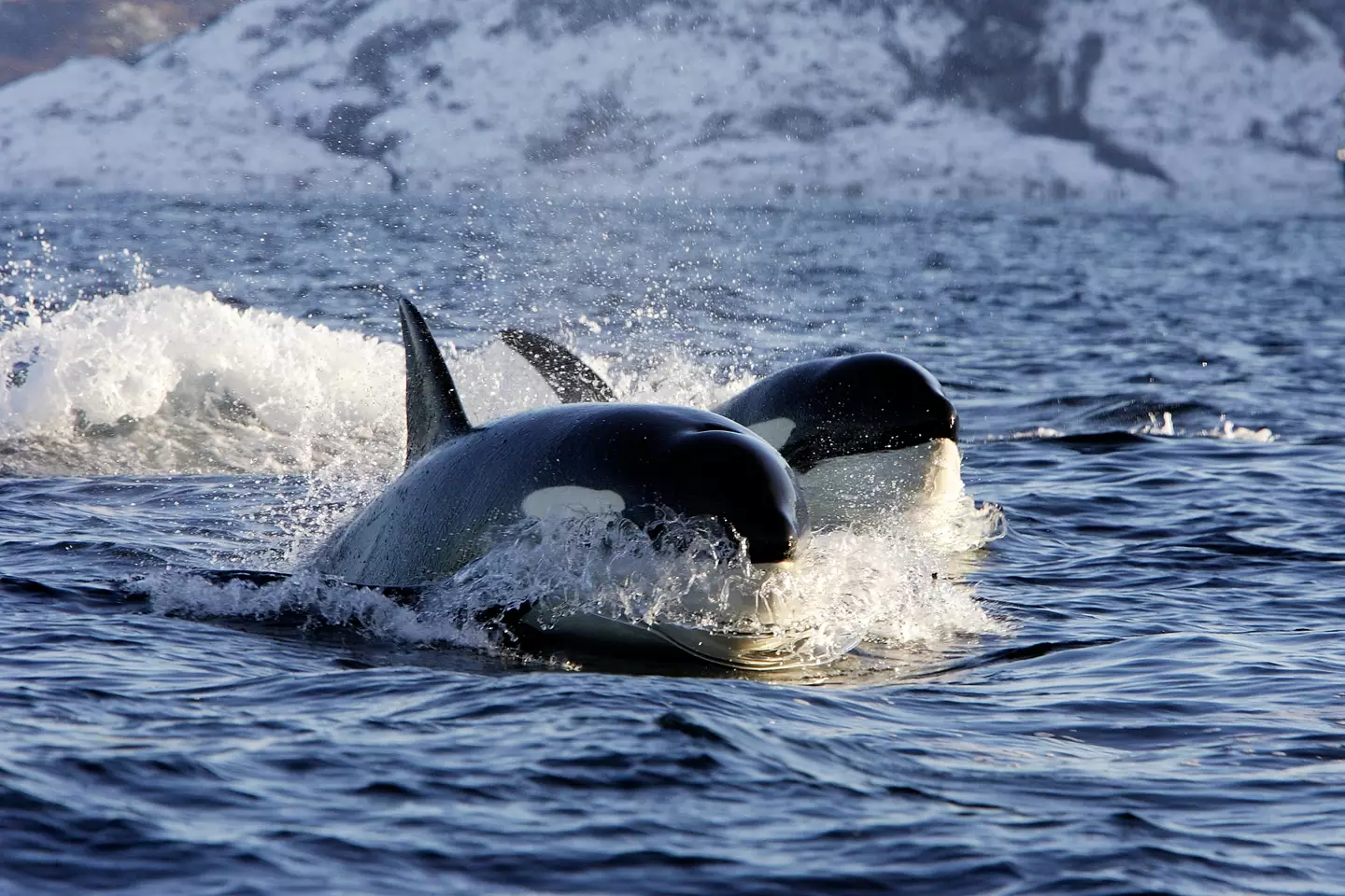 Whales were found to be grooming one another with bull kelp (Getty Stock Image)