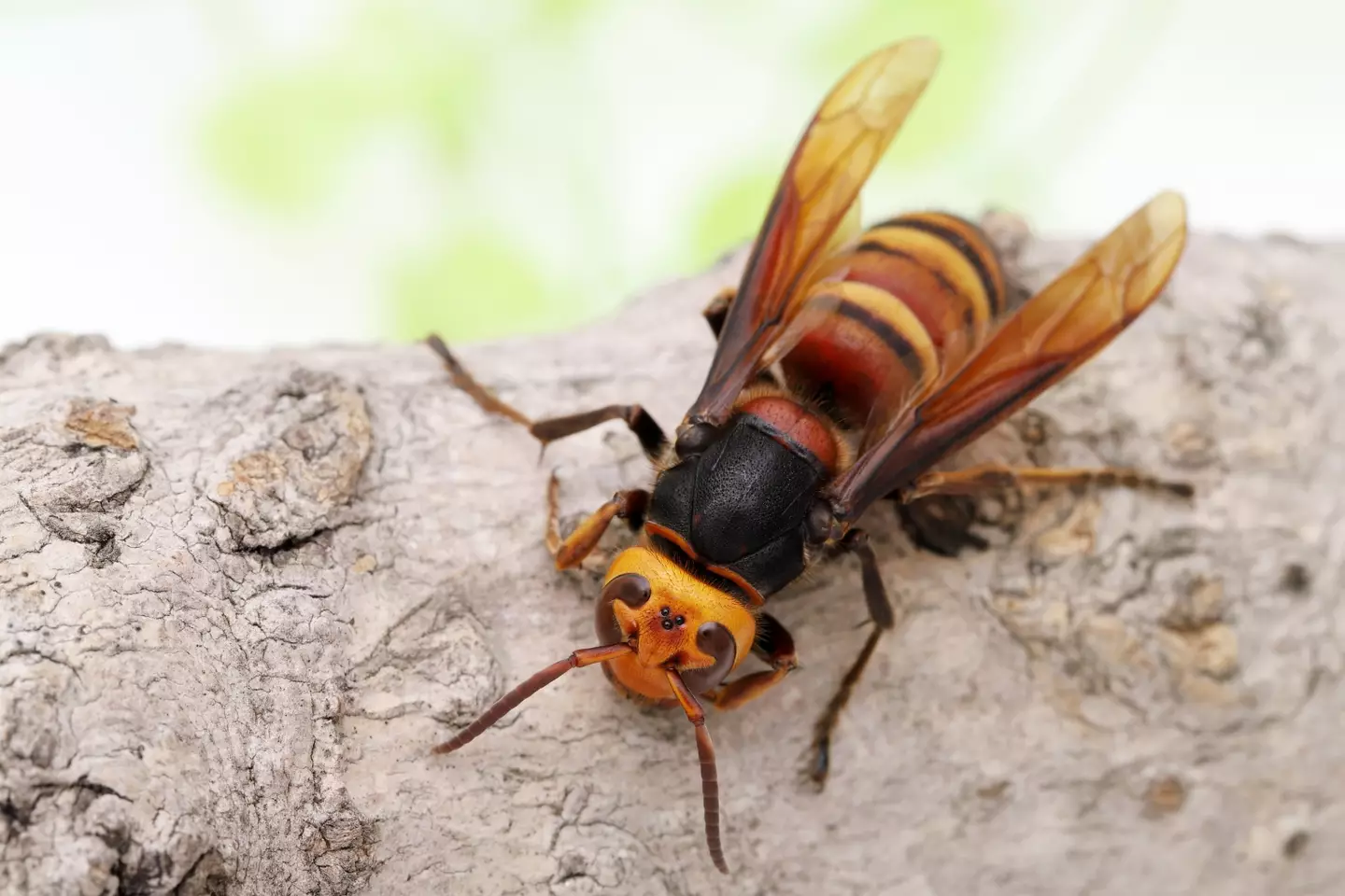 The name has now been changed to the northern giant hornet.