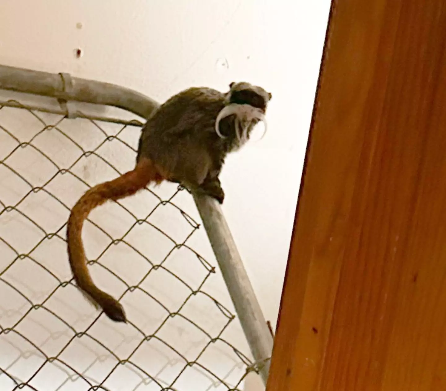 The monkeys were found in a closet.