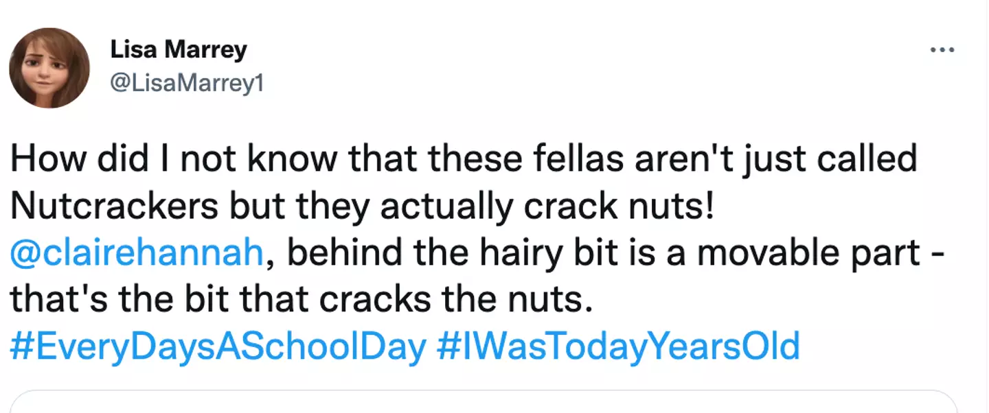 People are just learning that nutcrackers crack nuts.