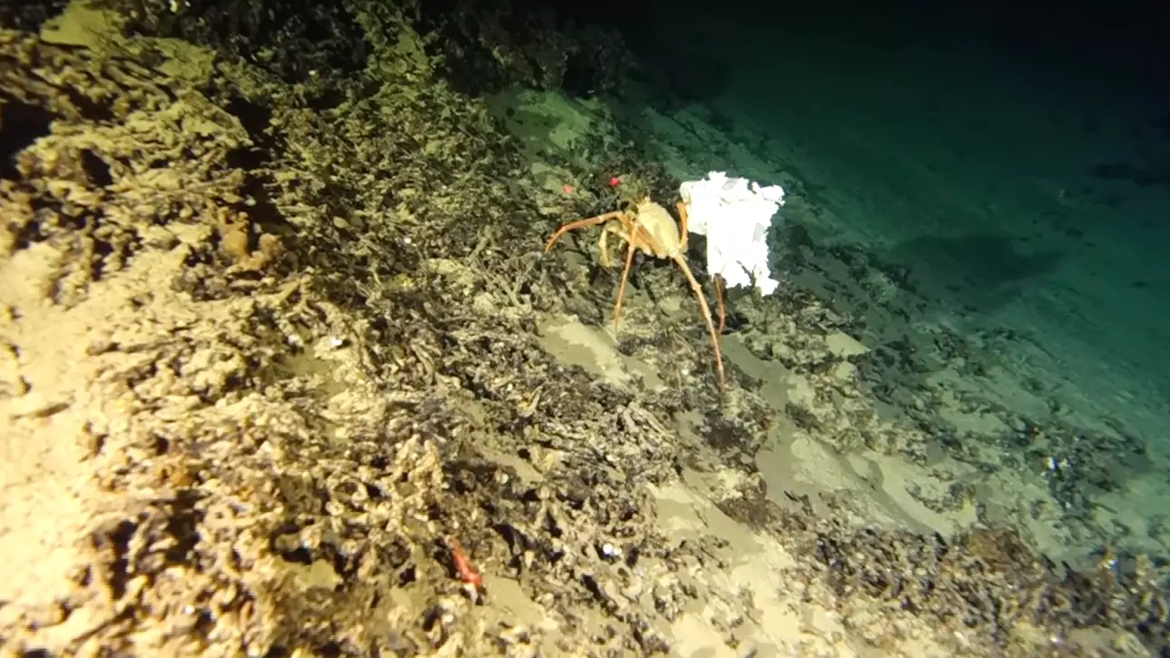 One Ocean Foundation