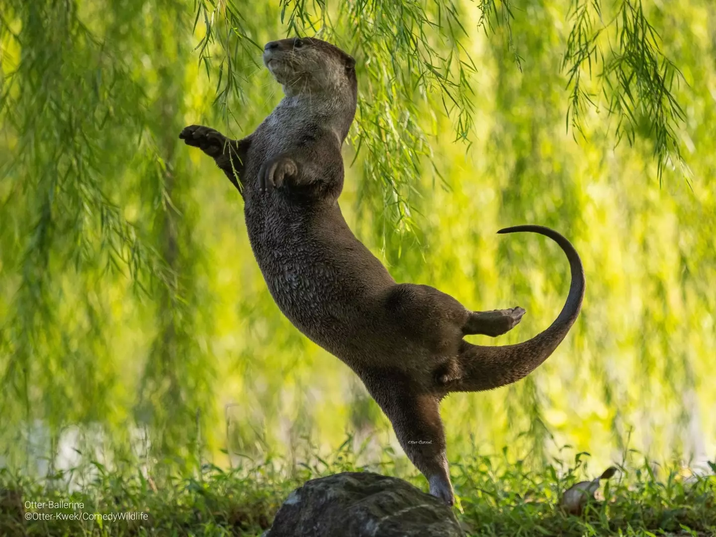 An otter dancing.