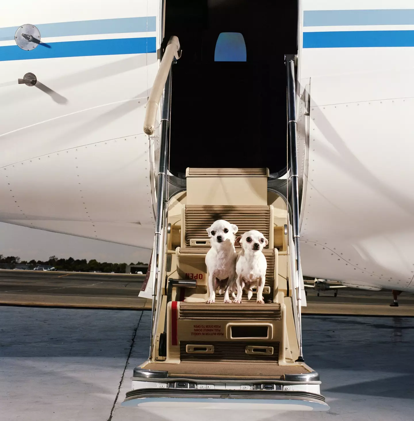 That's one lucky dog.