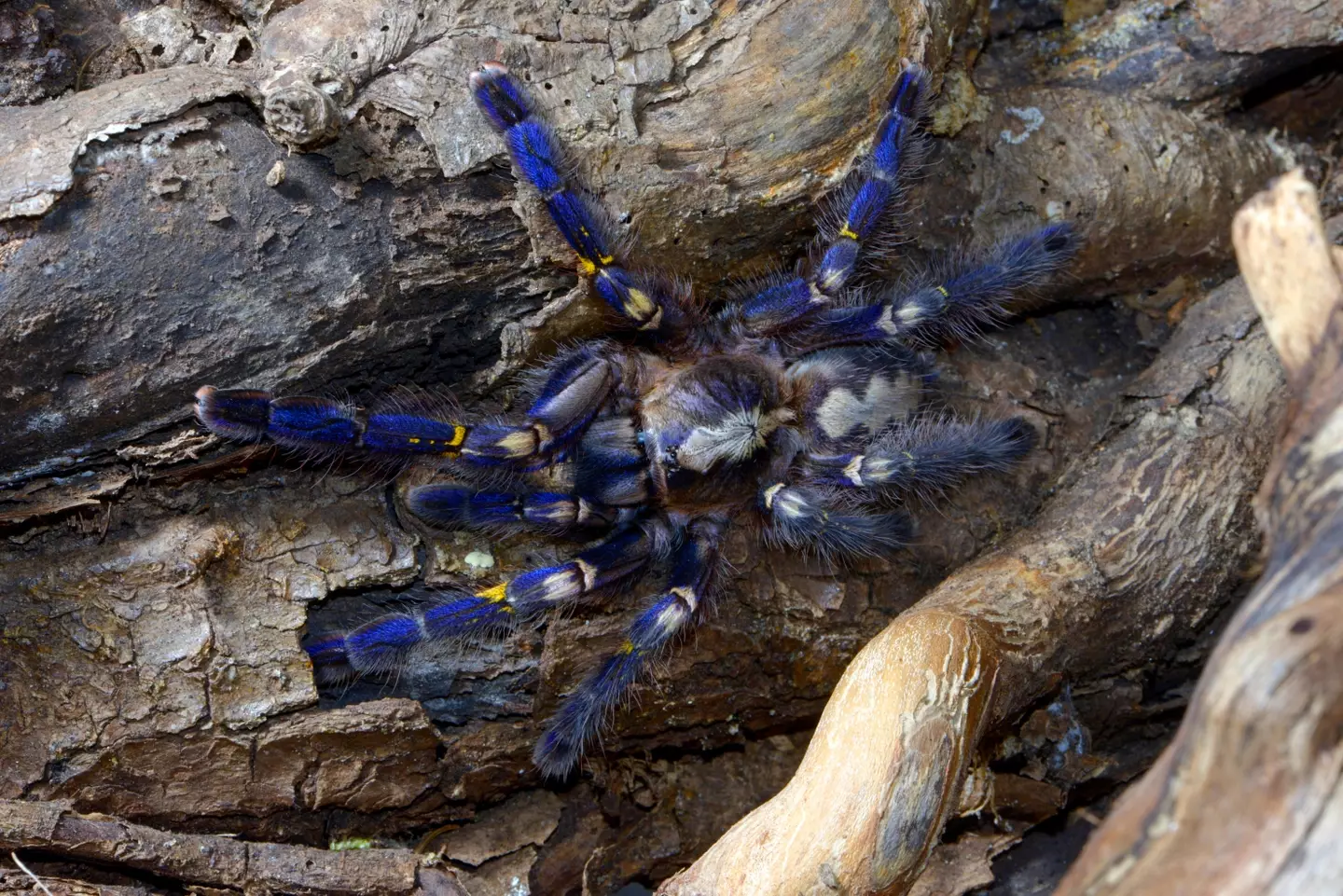 The peacock tarantula, with bright blue hair and terrifyingly huge legs.