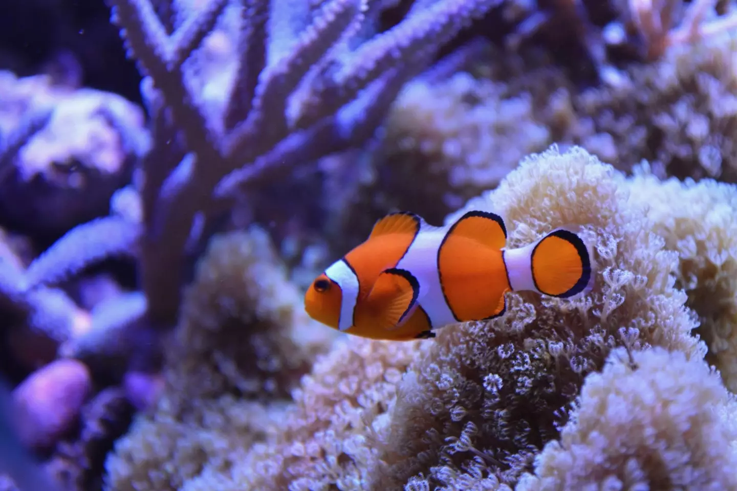 All clown fish are born male.
