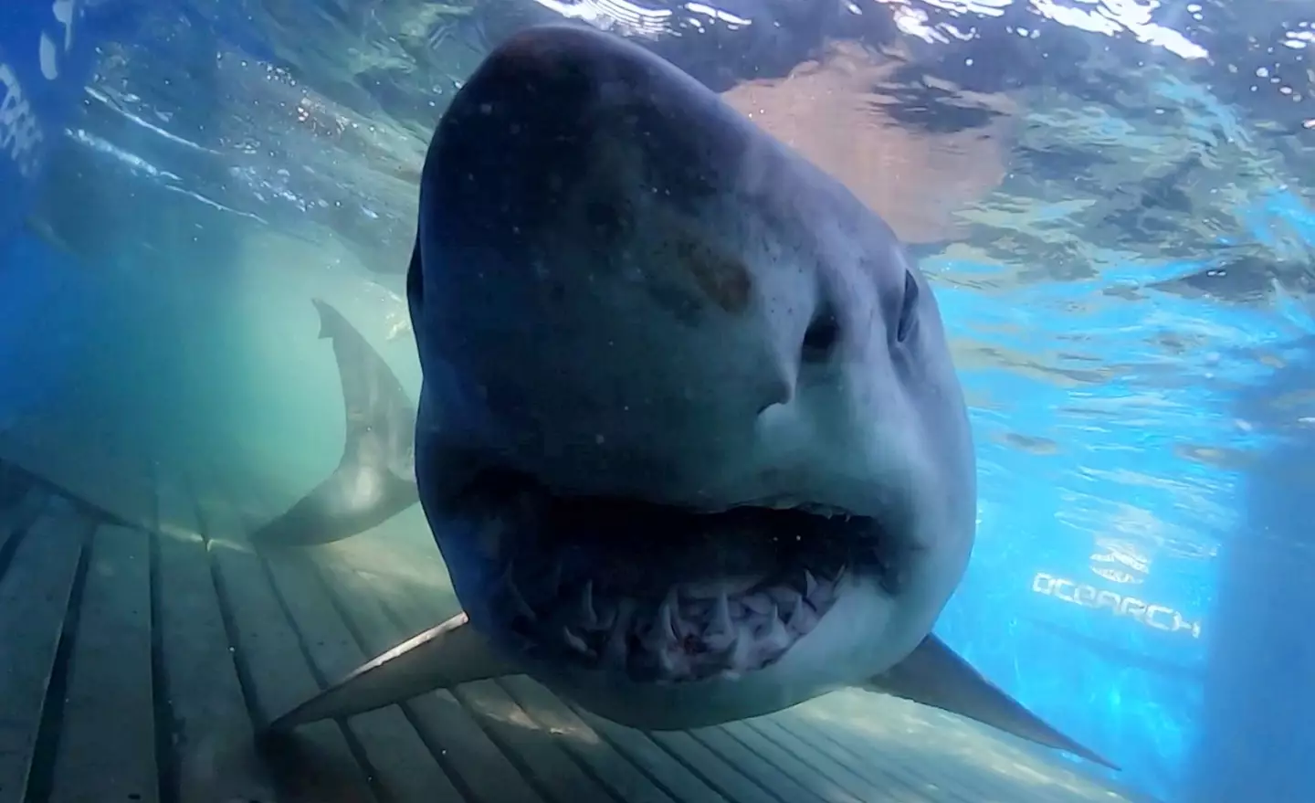 Breton has popped up in Cape Hatteras, North Carolina (SWNS)