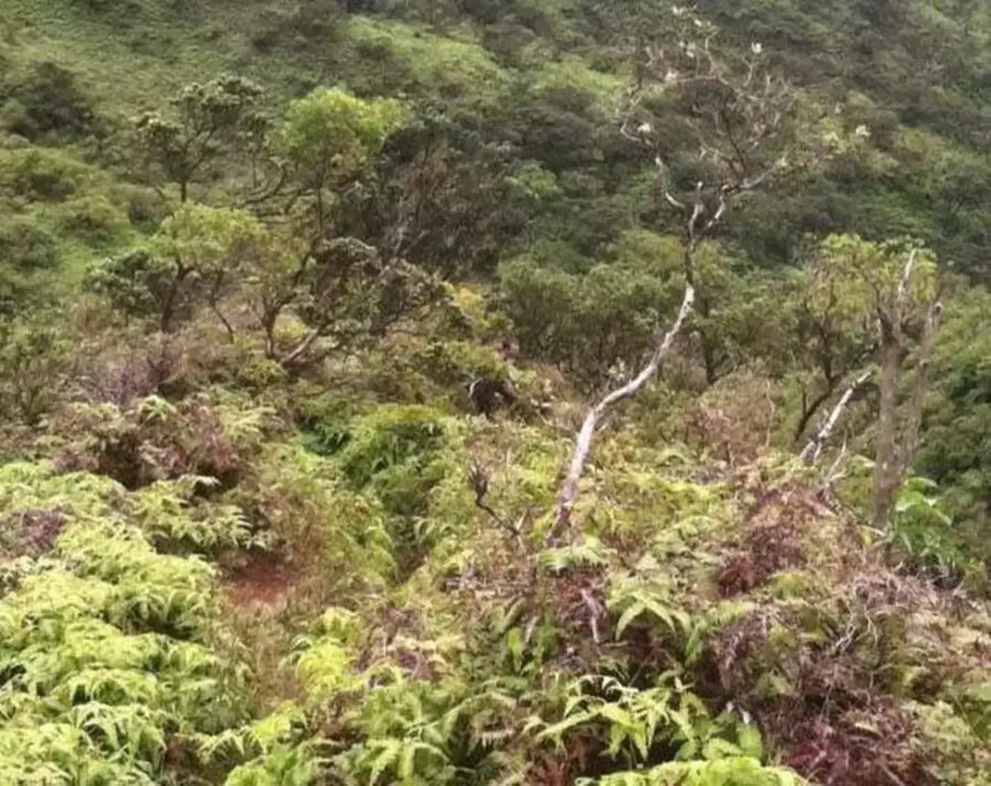 A mysterious figure features in one of the last photos Daylenn sent to his grandma (Daylenn Pua)