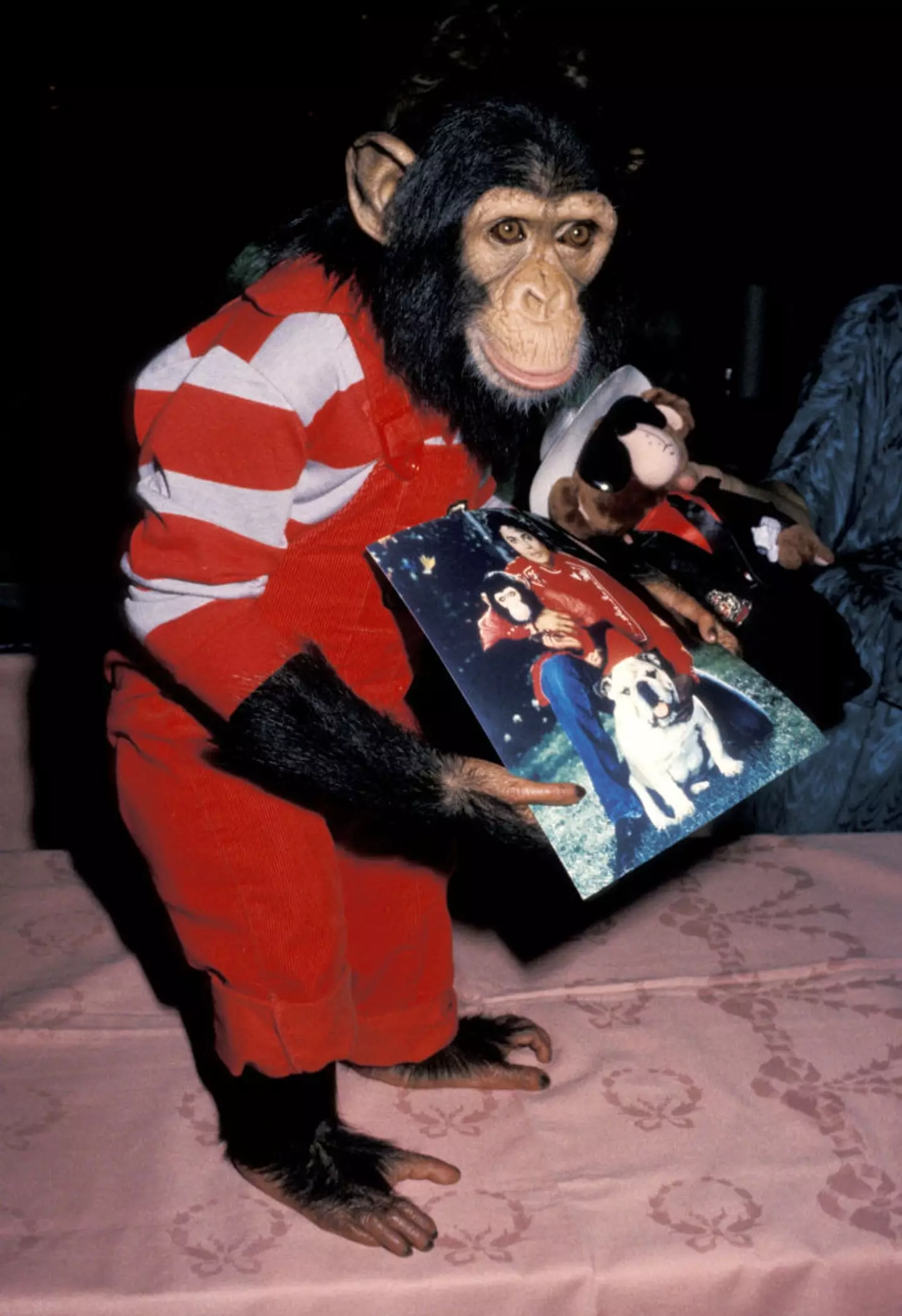 Jackson bought the chimp from a Texas research centre back in 1983. (Jim Smeal/Ron Galella Collection via Getty Images)