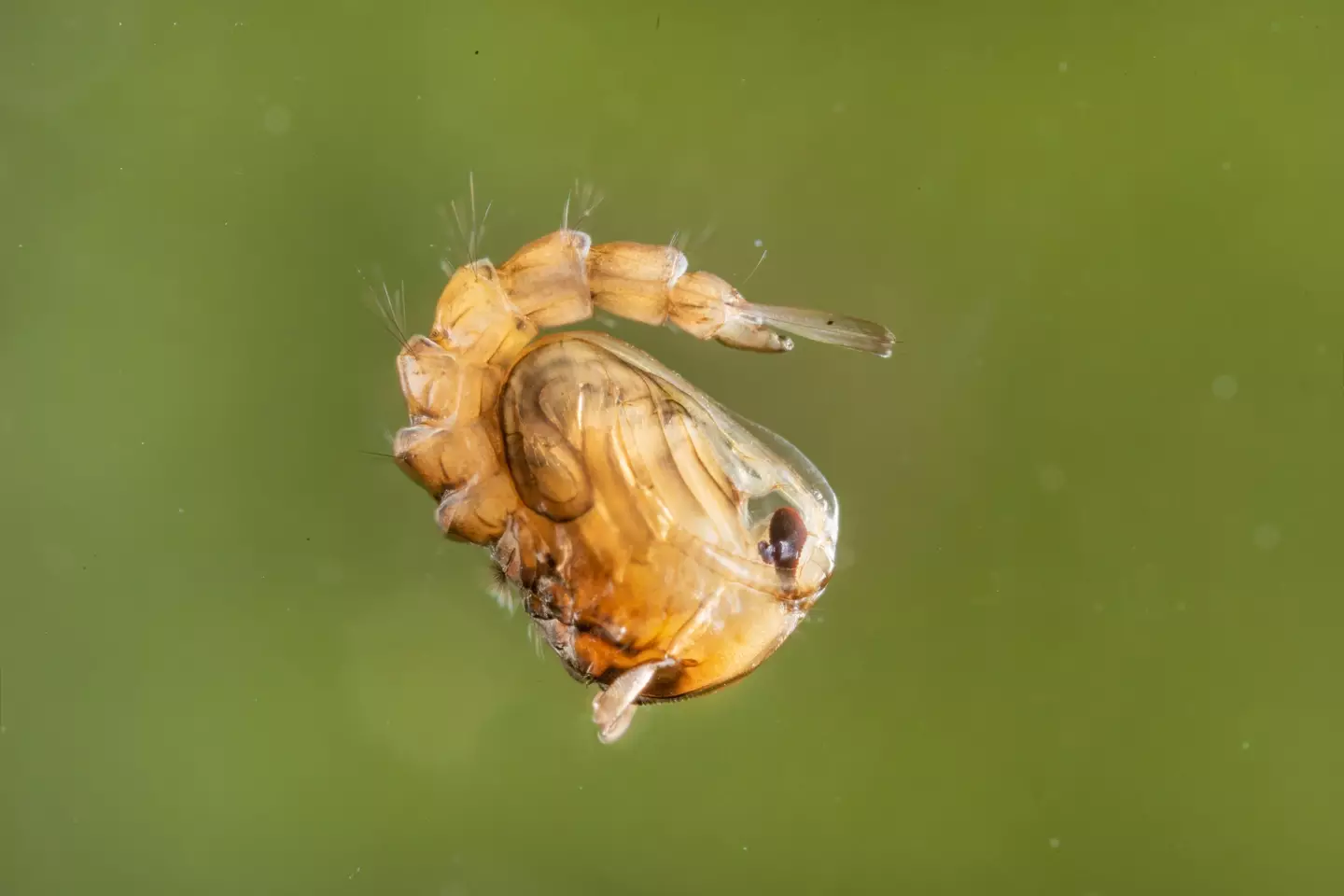 Mosquito pupa in water.