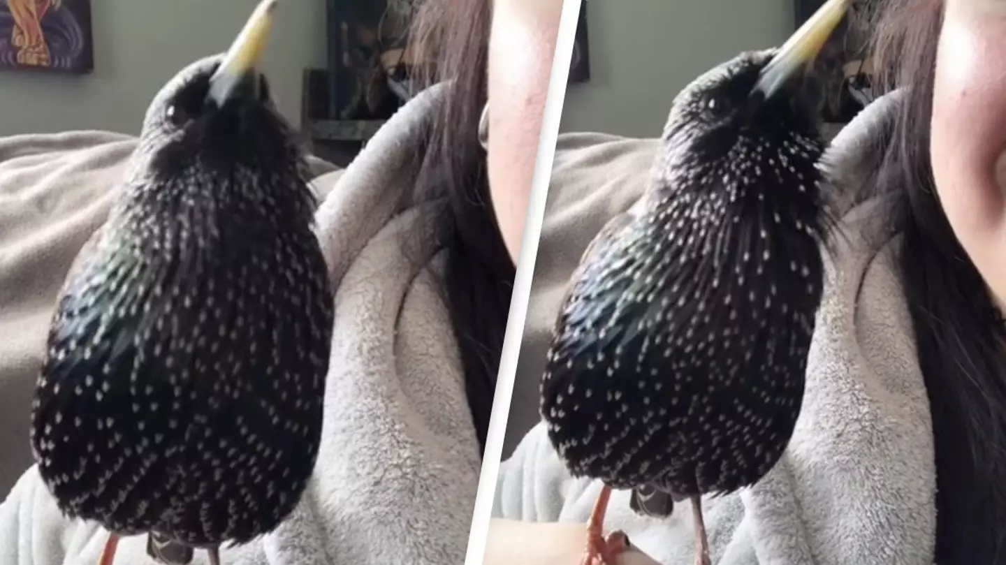 Bird’s Singing Of Harry Potter Theme Stuns The Internet