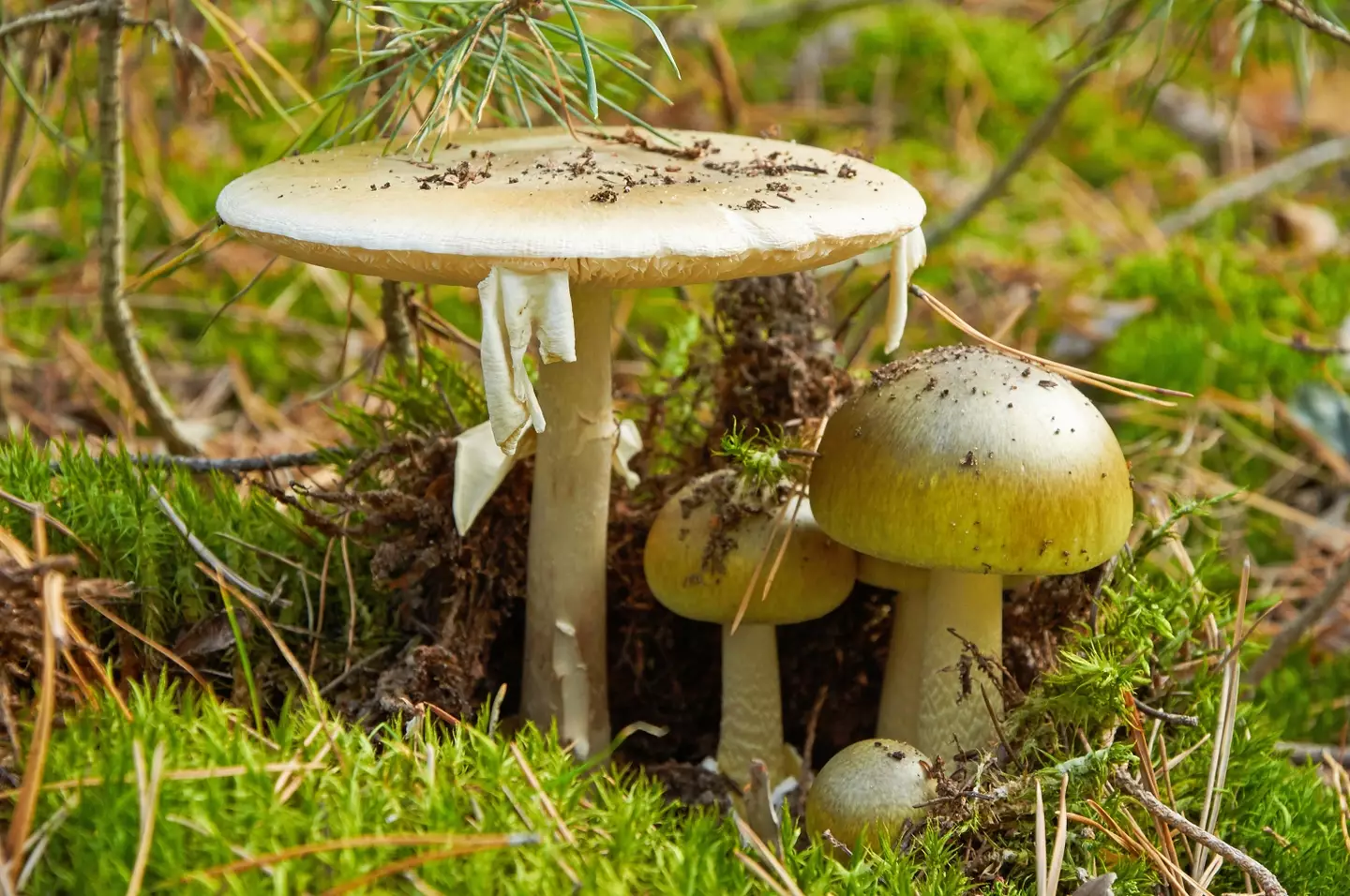 California is being invaded by the world's deadliest mushroom.