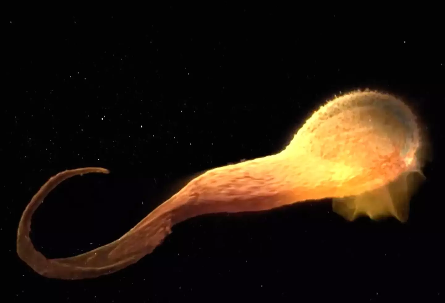 The blackhole twisted the star into a donut shape.